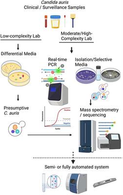 So Many Diagnostic Tests, So Little Time: Review and Preview of Candida auris Testing in Clinical and Public Health Laboratories